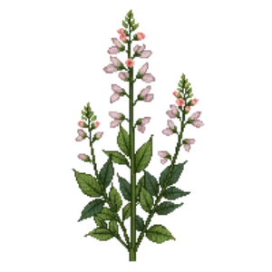 Illustration of Allegheny Spurge