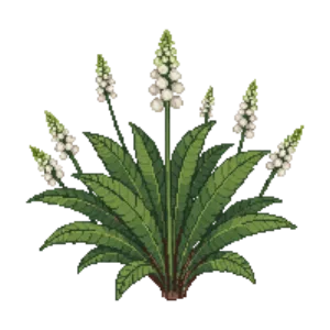 Illustration of Pachysandra 'Green Carpet'