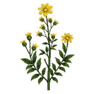 Illustration of Golden Ragwort
