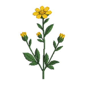 Illustration of Roundleaf Ragwort