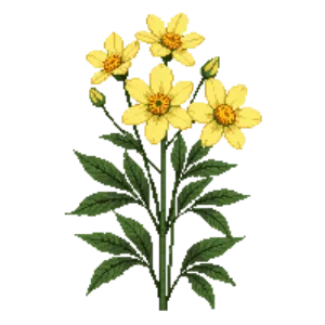 Illustration of Itoh Peony 'Bartzella'