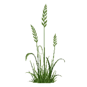 Illustration of Switchgrass 'Cape Breeze'