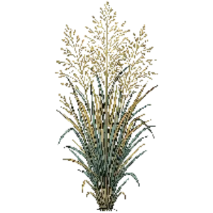 Illustration of Switchgrass 'Cloud Nine'