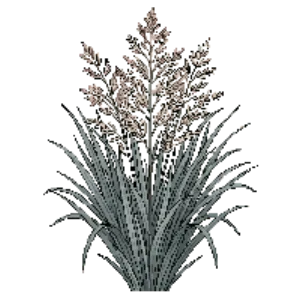 Illustration of Switchgrass 'Dallas Blues'