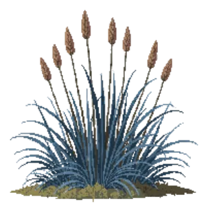 Illustration of Switch Grass 'Heavy Metal'