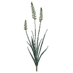 Illustration of Switchgrass 'Northwind'