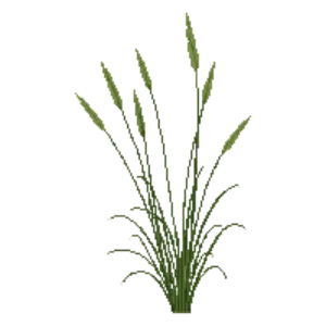 Illustration of Switchgrass 'Shenandoah'