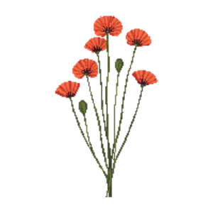 Illustration of Long-headed poppy