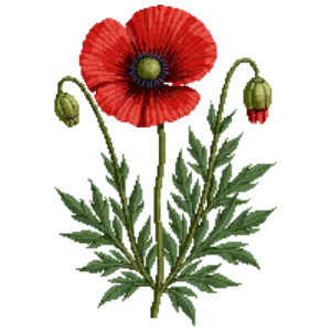 Illustration of Oriental Poppy 'Beauty of Livermere'
