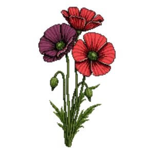 Illustration of Oriental Poppy 'Patty's Plum'