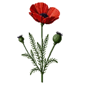 Illustration of Common poppy