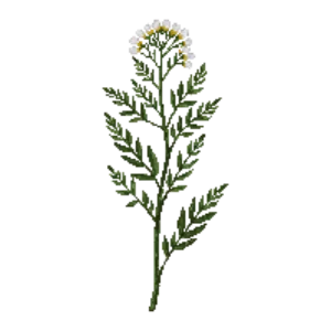 Illustration of Wild Quinine