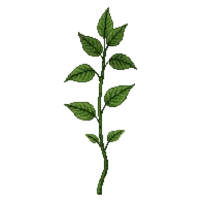 Illustration of Virginia Creeper