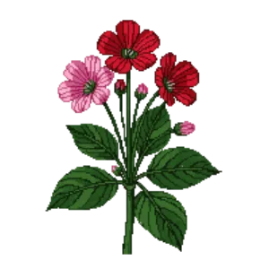 Illustration of Zonal Geranium