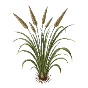 Illustration of Fountain Grass 'Hameln'