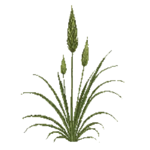 Illustration of Fountain Grass 'Little Bunny'