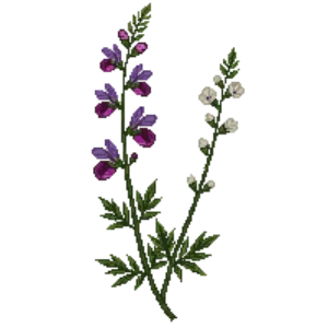 Illustration of Prairie Beardtongue
