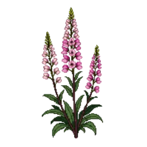 Illustration of Beardtongue 'Dark Towers'