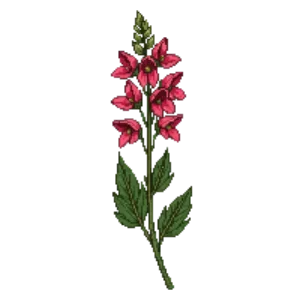 Illustration of Firecracker Penstemon