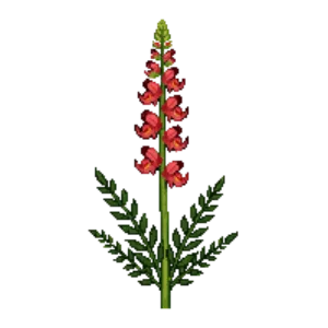 Illustration of Penstemon 'Firebird'
