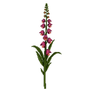 Illustration of Penstemon 'Garnet'
