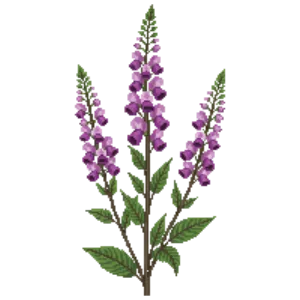 Illustration of Large Beardtongue