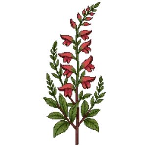 Illustration of Big Bend Penstemon