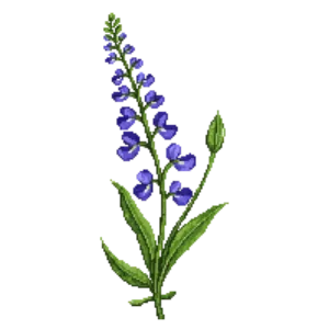 Illustration of Foothill Penstemon 'Margarita BOP'