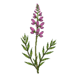 Illustration of Hairy Beardtongue