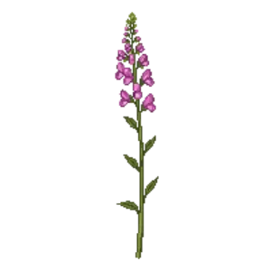 Illustration of Parry's Penstemon