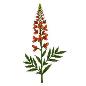 Illustration of Pineleaf Penstemon
