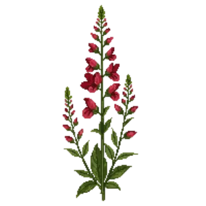 Illustration of Superb Penstemon