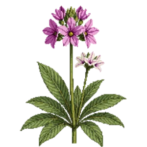 Illustration of Pentas