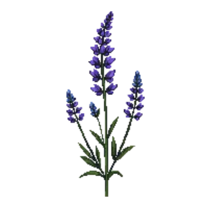 Illustration of Russian Sage 'Little Spire'