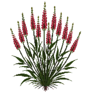 Illustration of Knotweed 'Firetail'