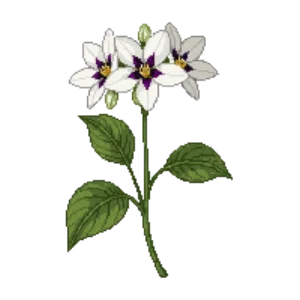 Illustration of Mock Orange 'Belle Etoile'