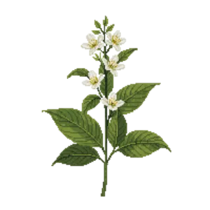 Illustration of Mock Orange