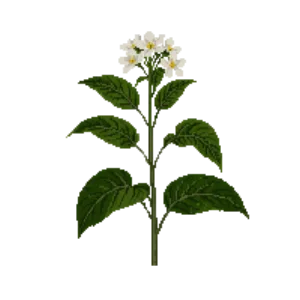 Illustration of Western Mock Orange