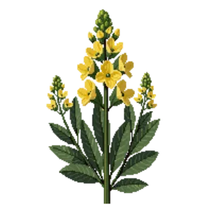 Illustration of Jerusalem sage