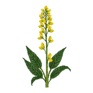 Illustration of Turkish Sage