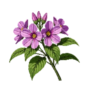 Illustration of Carolina Phlox