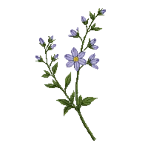 Illustration of Woodland Phlox