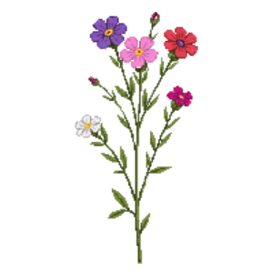 Illustration of Annual Phlox