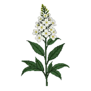 Illustration of Phlox 'David'