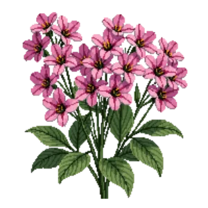 Illustration of Garden Phlox 'Glamour Girl'