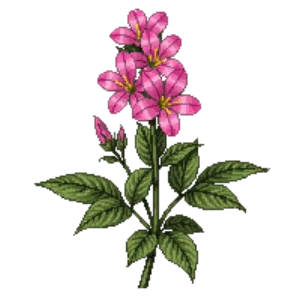 Illustration of Garden Phlox 'Jeana'