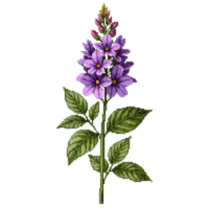 Illustration of Garden Phlox 'Robert Poore'