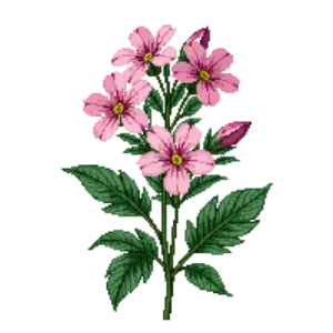 Illustration of Prairie Phlox