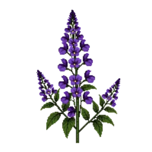 Illustration of Creeping Phlox 'Sherwood Purple'