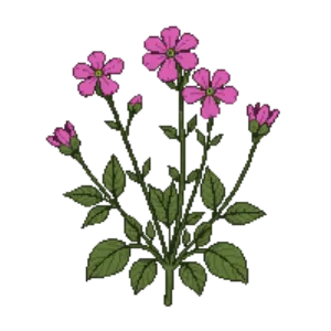 Illustration of Creeping Phlox